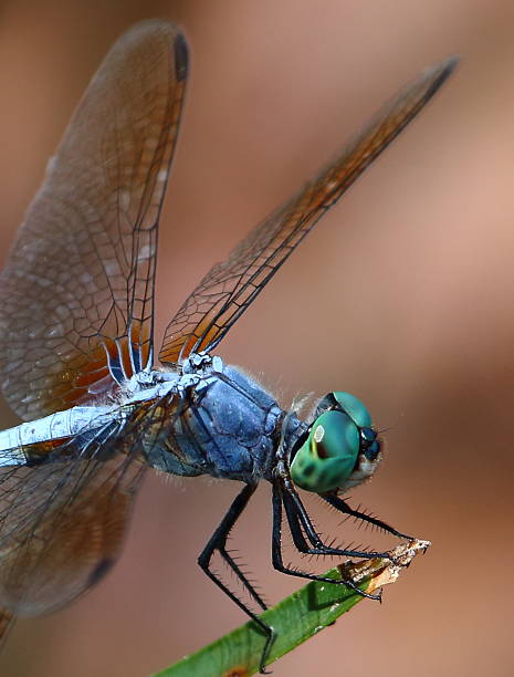 青いトンボは髪の毛で目と脚のクローズアップ - wing dragonfly animal eye blue ストックフォトと画像