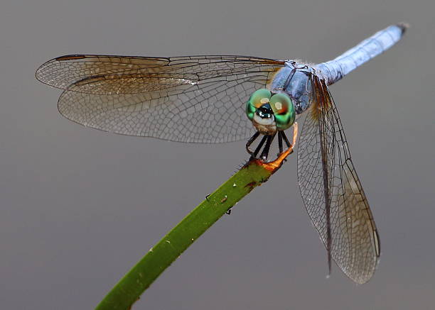 istock Blue Dragonfly near Lake on Plant Facing Camera 624739924