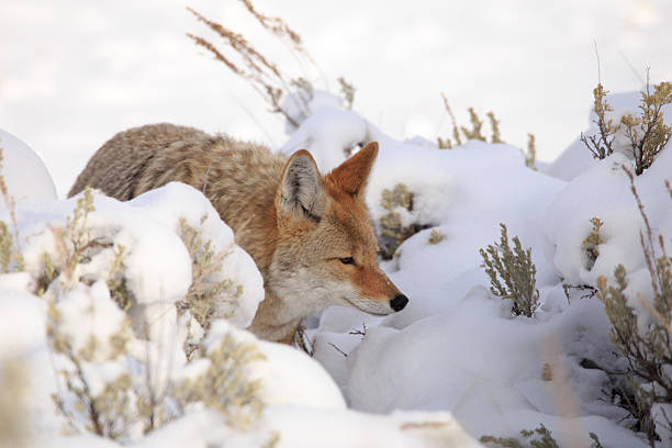 istock Coyote in Yellowstone National Park. 624739950