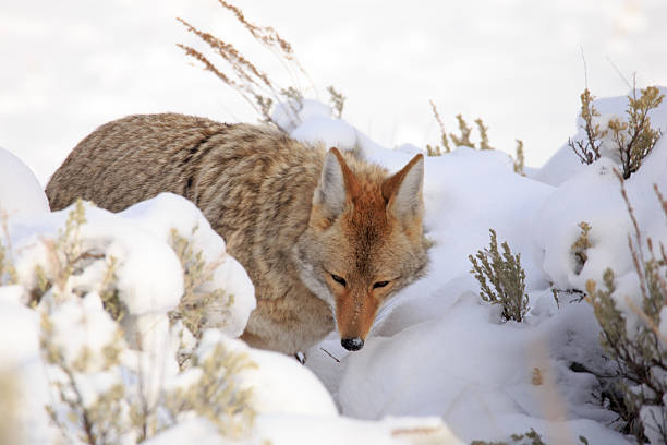 istock Coyote in Yellowstone National Park. 624739980