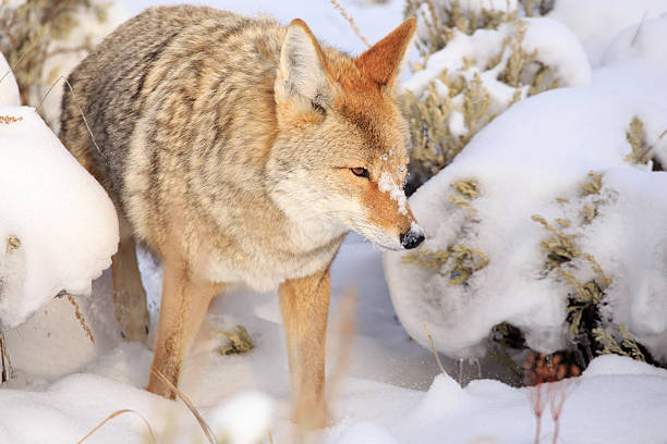 istock Coyote in Yellowstone National Park. 624740010