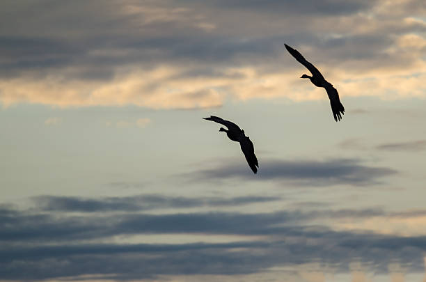 istock Two Silhouetted Geese Flying in the Beautiful Sunset Sky 624740122