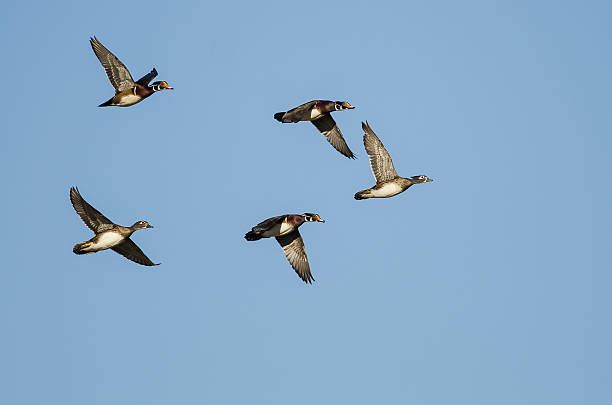 istock Flock of Wood Ducks Flying in a Blue Sky 624740184