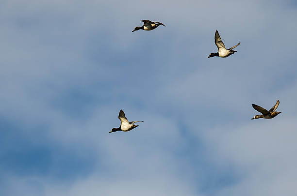 istock Small Flock of Ring-Necked Ducks Flying in a Blue Sky 624740296