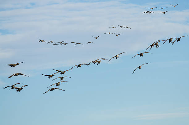 istock Large Flock of Canada Geese Coming in for a Landing 624740522