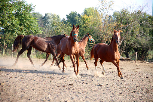 Beautiful chestnut colored horses galloping in the pinfold