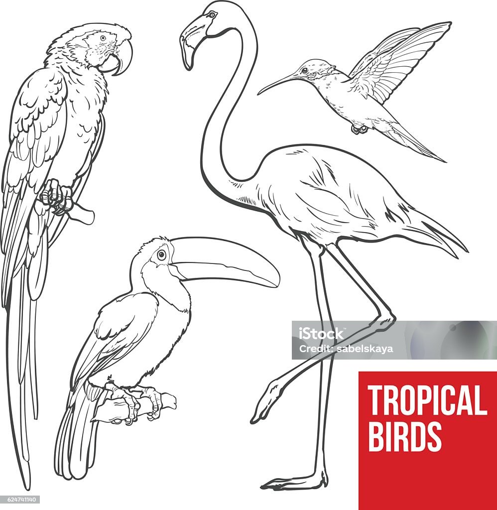 Colorful exotic tropical birds - flamingo, macaw, hummingbird and toucan Bright and colorful exotic tropical birds - flamingo, macaw, hummingbird and toucan, set of sketch style vector illustrations isolated on white background. Set of hand drawn tropical birds Macaw stock vector