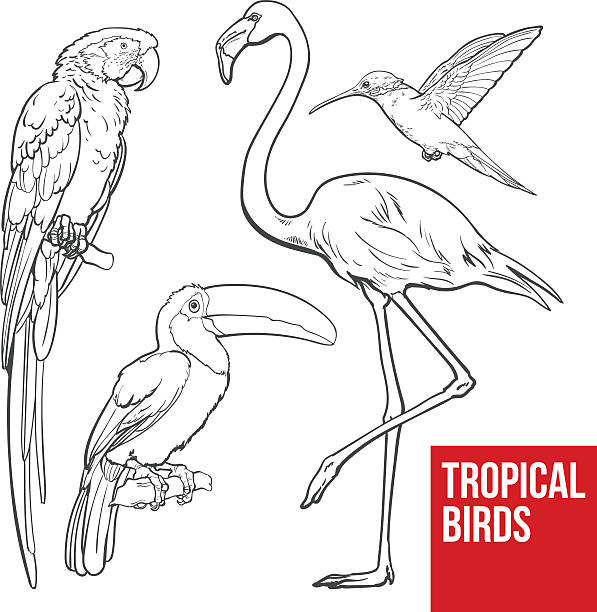 Colorful exotic tropical birds - flamingo, macaw, hummingbird and toucan Bright and colorful exotic tropical birds - flamingo, macaw, hummingbird and toucan, set of sketch style vector illustrations isolated on white background. Set of hand drawn tropical birds pics for toucan flying stock illustrations