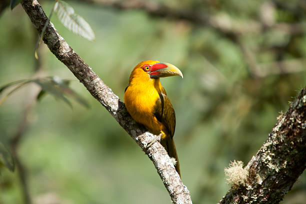 istock Saffron toucanet - toucans 624742138
