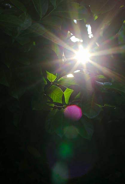 istock Morning sun rays through the green fence leaves 624742198