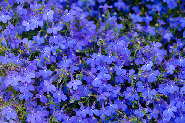 Close up shot of purple lobelia, which, along with being a beautiful container plant, is a useful herb, treating respiratory ailments.