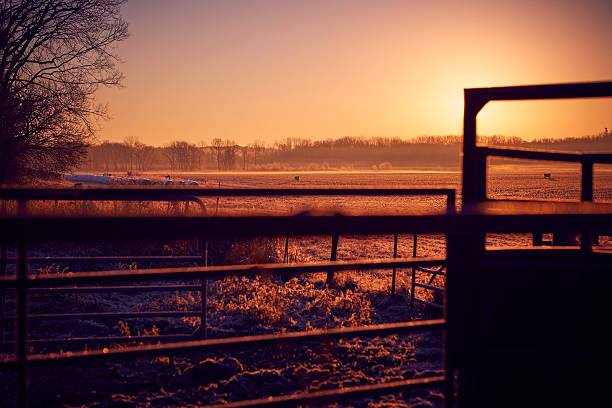 Farm sunrise frost