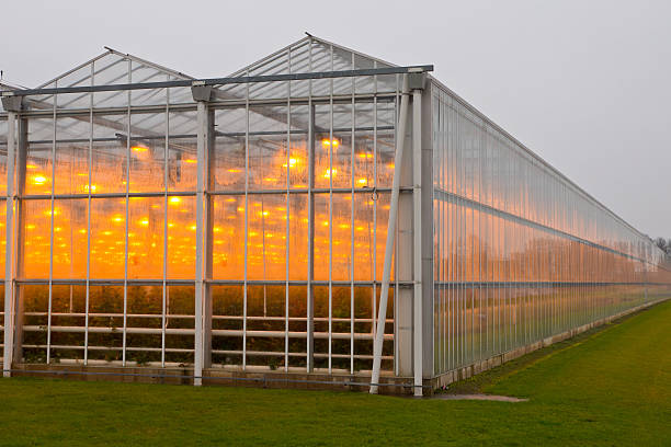 istock The exterior of a greenhouse 624743308