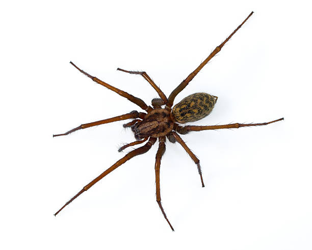 araignée tegenaria sur blanc - tisserin photos et images de collection