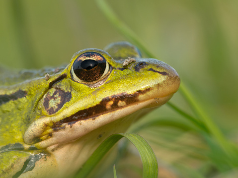 Portrait of a rare Pool frog (Pelophylax lessonae)