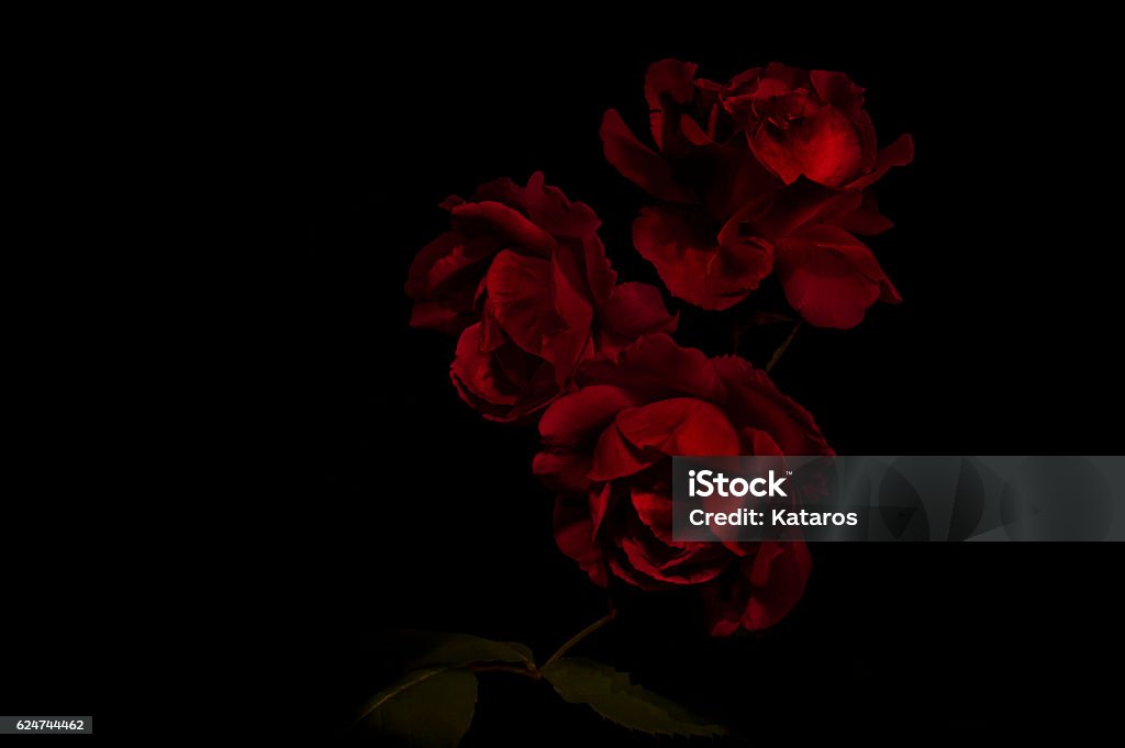 Red Roses Three red roses on a black background Rose - Flower Stock Photo