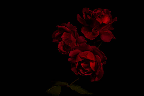 Red Roses Three red roses on a black background rose flower stock pictures, royalty-free photos & images