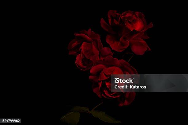 Red Roses Stock Photo - Download Image Now - Rose - Flower, Flower, Red