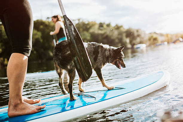 istock Paddleboarding Woman With Dog 624744660