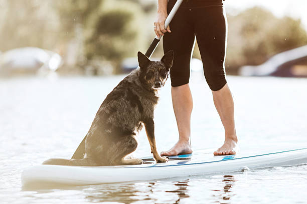 istock Paddleboarding Woman With Dog 624744696