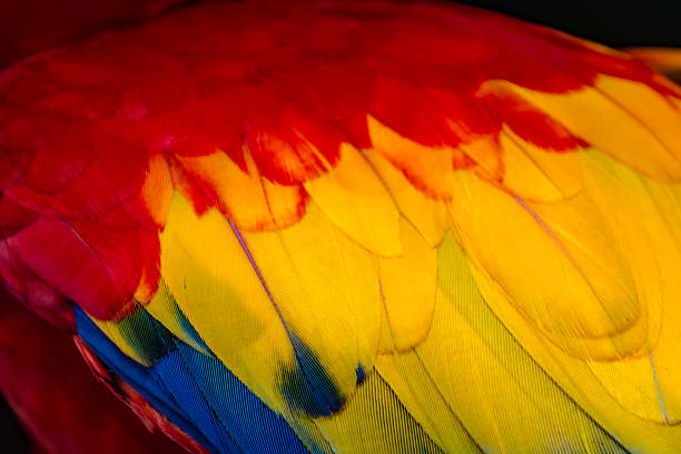 Close-up of the feathers of a Macaw.