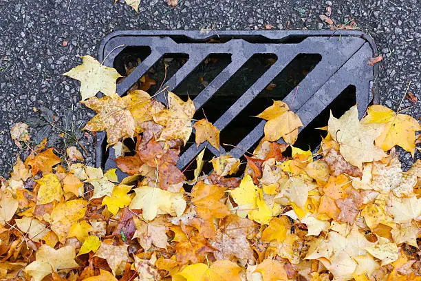 Photo of Road Drainage Metal Grill Drain Cover with Autumn Maple Leaves