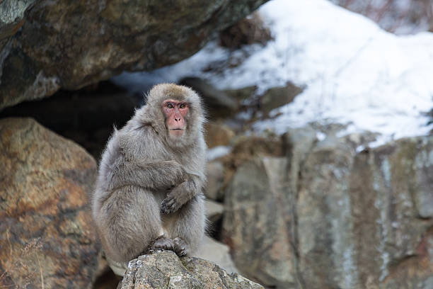 istock Japanese snow monkey on the rock 624745446
