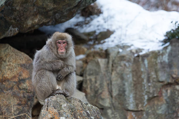 istock Japanese snow monkey on the rock 624745458