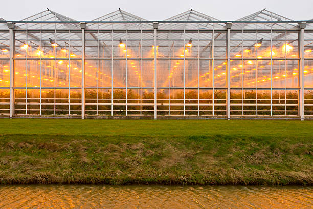 background commercial greenhouse background of a commercial greenhouse tungsten image stock pictures, royalty-free photos & images
