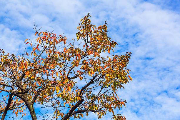 istock Urban autumn leaves 624746932