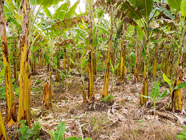 istock Banana farming in Brazil 624747162
