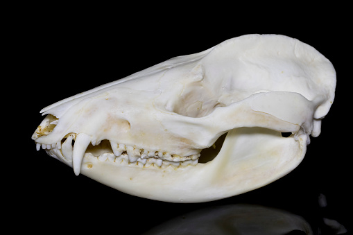 Opossum (Didelphis virginiana) Skull - Lateral View