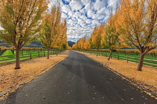 Street through a wine vineyard at autumn in Napa USA