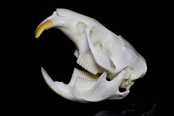 muskrat skull (ondatra zibethicus) - widok boczny - buckteeth zdjęcia i obrazy z banku zdjęć