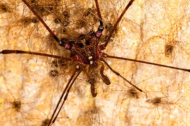 Photo of Harvestmen with offspring