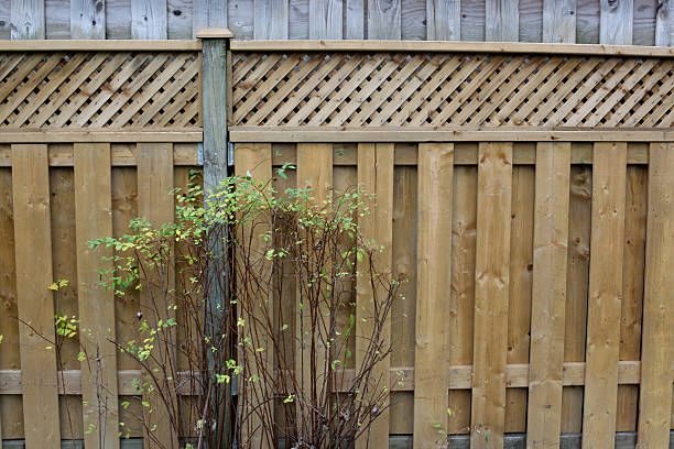 istock Empty Backyard Board Wooden Fence with Green Shrub 624748806