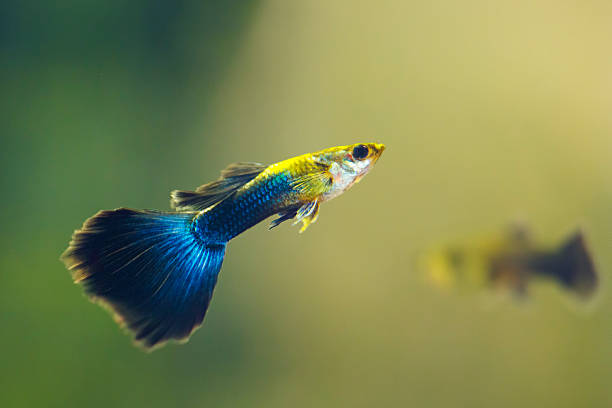 guppy bleu demi-noir - guppy poisson photos et images de collection