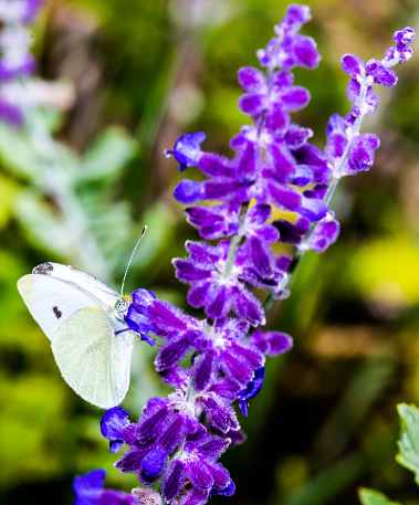 A white butterfly on a sage flower