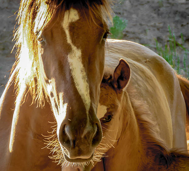 istock The Baby Colts Best Protector 624750546