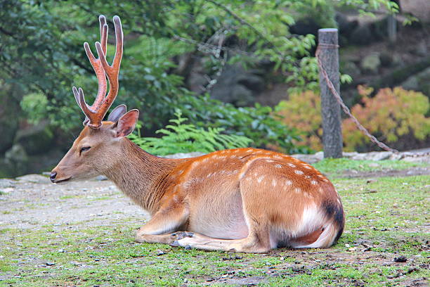 istock Deer relax at Nara park,Japan.Selective focus. 624751308