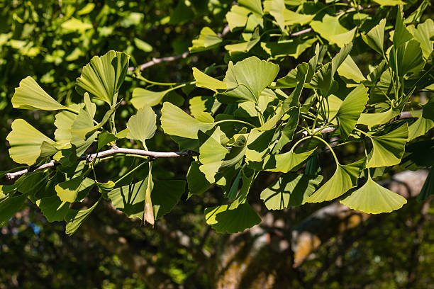 istock ginkgo biloba tree with fresh leaves in springtime 624751650