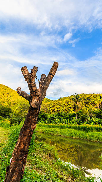 istock Stump near the river in a forest abundant. 624753116