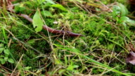 istock Macro shot of an earthworm burrowing into soil 624763796