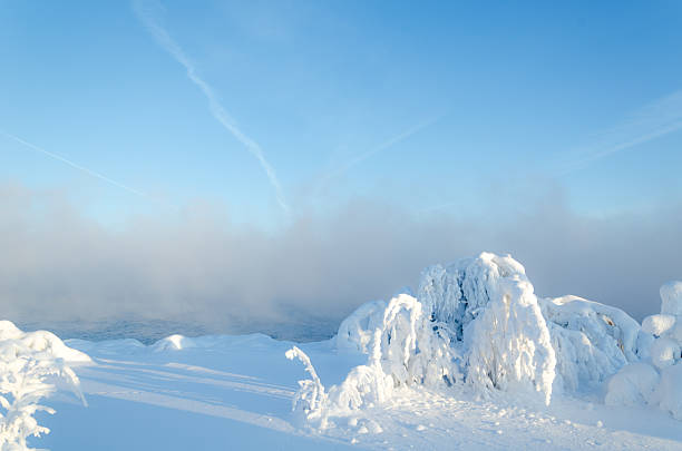 Beautiful landscape with trees covered by snow. Cold day in the snowy winter forest. Lake with fog background. Toned.