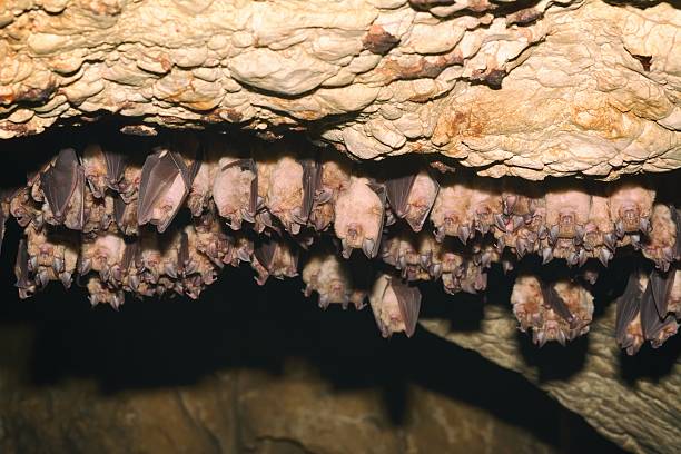 istock Groups of sleeping bats in cave 624770884