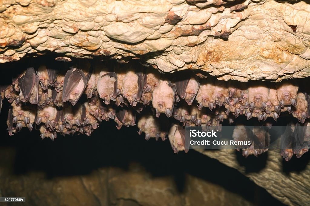 Groups of sleeping bats in cave Groups of sleeping bats in cave - Lesser mouse-eared bat (Myotis blythii) and (Rhinolophus hipposideros) - Lesser Horseshoe Bat Bat - Animal Stock Photo
