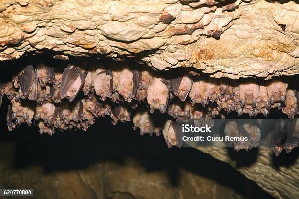 Groups Of Sleeping Bats In Cave Stock Photo - Download Image Now - Bat - Animal, Cave, Animal