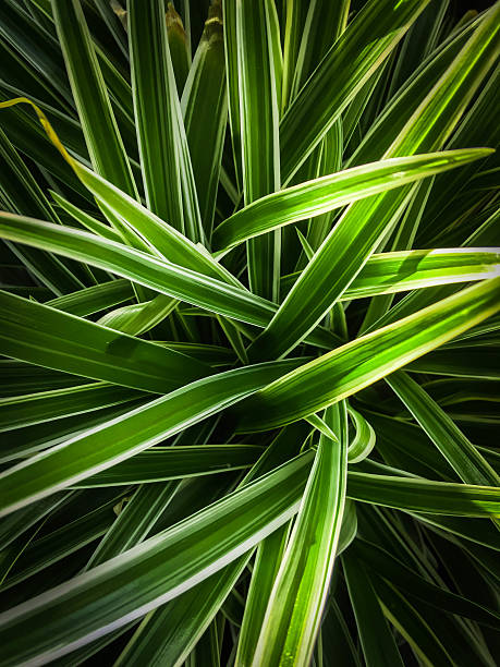 istock point of view of a small tree in the middle. 624770894