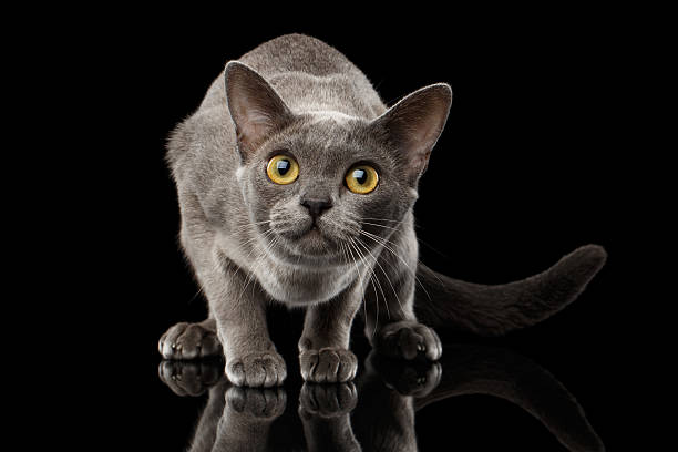 istock Blue Burmese Kitten on Isolated black background 624848560