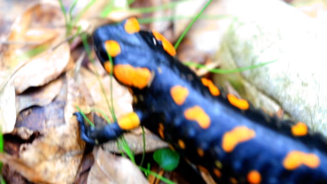 Fire salamander in the forest